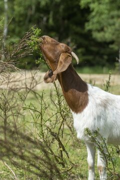 Artiodactyla, Boer goat, Capra aegagrus hircus sspec.1, even-toed ungulate, cloven-hoofed, domesticated animals, woody bite, pet, high size, portrait format, landscape management, landscape conservation, mammals, mammals, goat