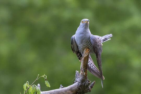Cuckoo (Cuculus canorus), male, perched on a branch, Littlewood Ranch, Limbach, Burgenland, Austria