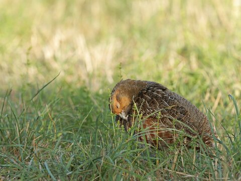 A partridge (Perdix perdix) preening its plumage in a meadow, Solms, Hesse, Germany