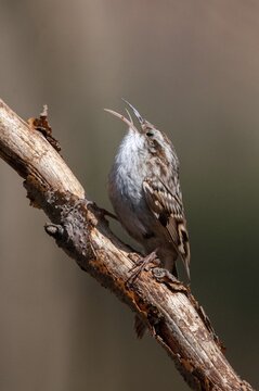 Certhia brachydactyla, horticultural tree runner, short-toed treecreeper, tree runner, birds, high size, portrait, passeri, songbirds, birds