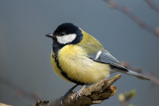 Great tit, great tit, parus major, birds, tits, passeri, songbirds, songbirds, tits, birds