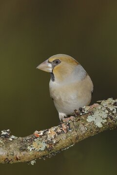 Hawfinch (Coccothraustes coccothraustes), female, sitting on a branch, beak turns pearly, North Rhine-Westphalia, Germany