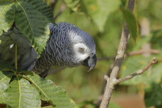 Grey parrot (Psittacus erithacus timneh), adult on tree, animal portrait, occurrence Central Africa and West Africa, captive, Hesse, Germany