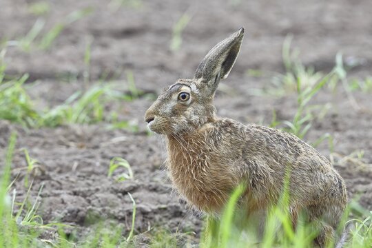 European hare (Lepus europaeus) sitting on a freshly harrowed field, North Rhine-Westphalia, Germany