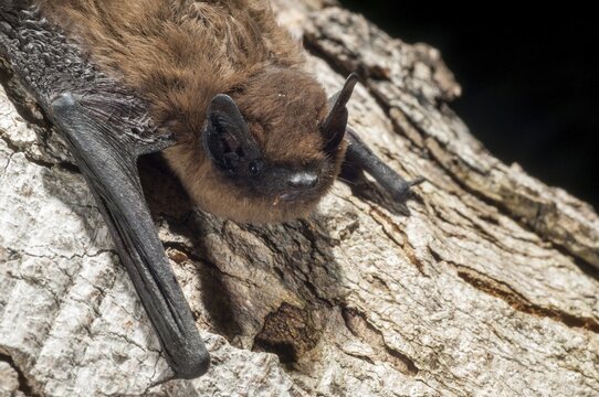 Nathusius pipistrelle, Pipistrellus nathusii, roughskin bat, bats, chiroptera, bats, mammals, mammals