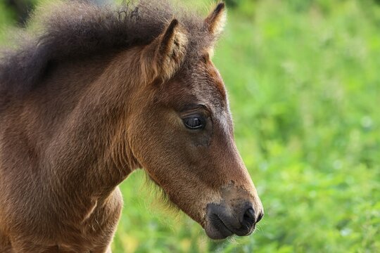 Young Icelandic horse (Equus islandicus), brown foal, filly, female, animal child, portrait, Schleswig-Holstein, Germany