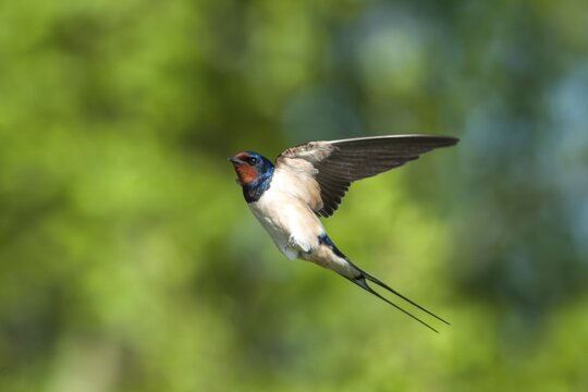 Flies, Hirundo rustica, house martin, barn swallow, birds, flight, passeri, swallows, songbirds, birds