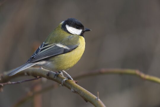 Great tit, great tit, parus major, birds, tits, passeri, songbirds, songbirds, tits, birds