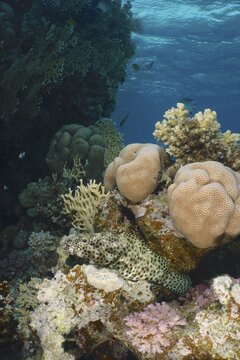 Greasy grouper (Epinephelus tauvina) in front of stony corals, House reef dive site, Mangrove Bay, El Quesir, Red Sea, Egypt