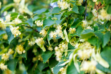 Fototapeta premium Fragrant Linden Tree Flowers Blooming in Summer Garden