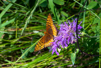 Orange fritillary butterfly in the summer © Krista