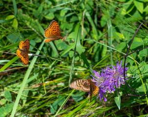 Orange fritillary butterfly in the summer © Krista