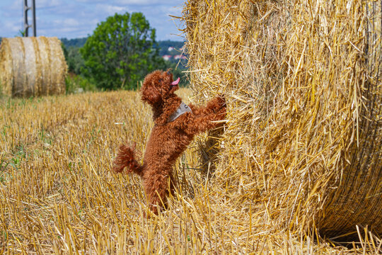 Toy poodle playing and climbing on a large hay bale in a sunny harvested field | Pudel toy bawiący się i wspinający na dużą belę siana na słonecznym, skoszonym polu