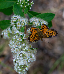 Orange fritillary butterfly in the summer © Krista