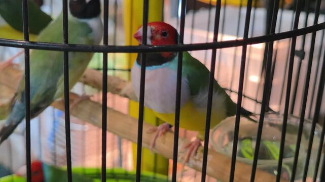 Close-Up of Gouldian Finches Perched in a Cage