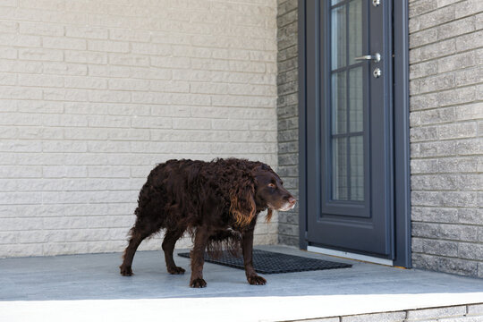 A beautiful German Wachtelhund (Deutscher Wachtelhund) stands patiently in front of a house door and looking away