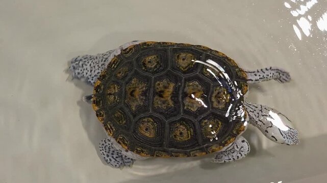Close-Up of an Ornate Diamondback Terrapin Swimming in Water