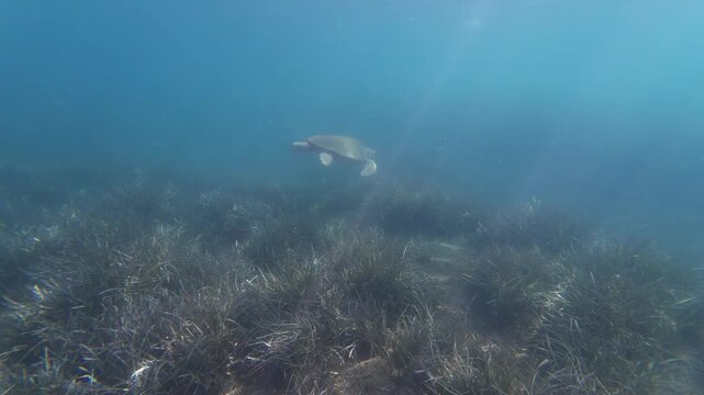 Caretta caretta sea turtle swimming underwater in the Egean Sea by the Turkish coast. A Caretta caretta in Marmaris, Mugla. Animal concept. 4k horizontal video. No people, nobody.
