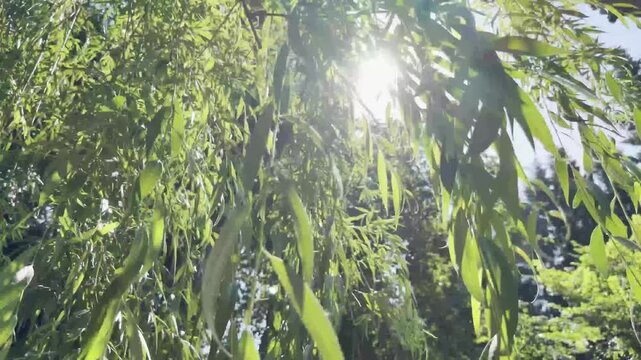 Sunlight breaks through the dense green foliage of the weeping willow, creating soft light highlights and an atmospheric natural scene. Close-up of fresh green leaves against a background of summer ve