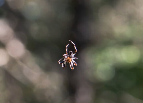 Spider hanging on web in the forest