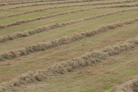 Freshly cut hay drying in windrows on a green field during harvest season