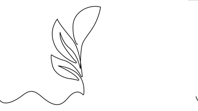 Continuous line drawing 4K animation video showing multiple leaves growing on a smooth wavy line path