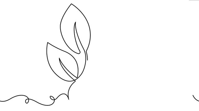 Continuous line drawing 4K animation video presenting three elegant botanical leaves forming seamlessly