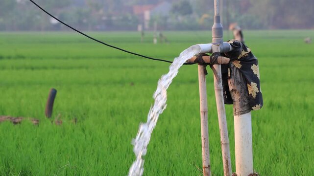 Groundwater irrigation system pumping clean fresh water through a pvc pipe into a lush green rice paddy field on a sunny day.
