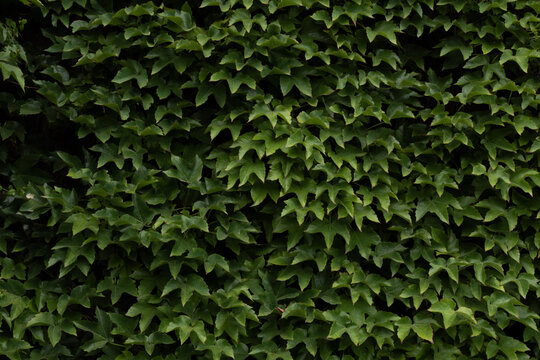 Green ivy leaves covering a wall, creating a natural background texture