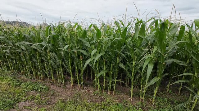 Cornfield Under Cloudy Sky