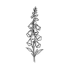 Fototapeta premium PNG Elegant botanical sketch art
