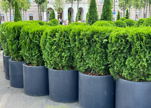 Thuja Smaragd or Thuja occidentalis Smaragd evergreen shrubs in large containers