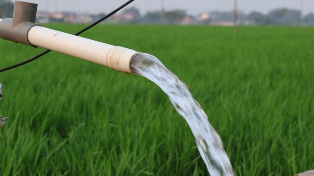 Groundwater irrigation system pumping clean fresh water through a pvc pipe into a lush green rice paddy field on a sunny day.