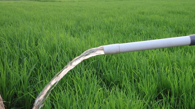 Groundwater irrigation system pumping clean fresh water through a pvc pipe into a lush green rice paddy field on a sunny day.