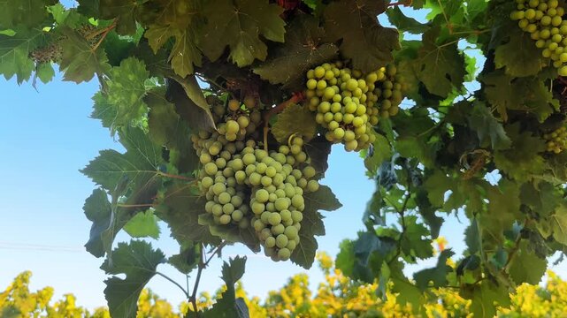 Green grape clusters hanging on vine among leaves in vineyard against clear blue sky