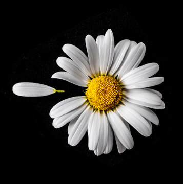 Margeritenbl&uuml;te isoliert auf schwarzem Hintergrund