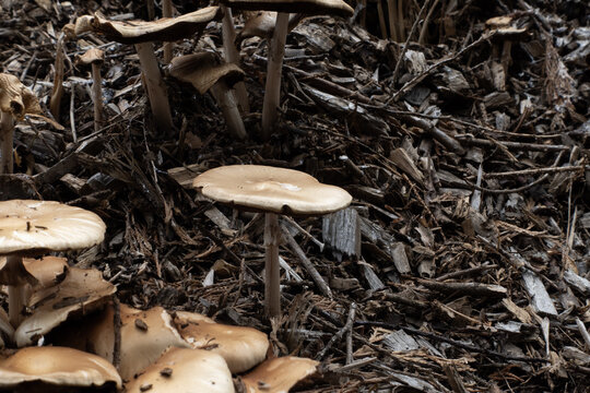 Wild mushrooms growing on a bed of wood chips, showing natural decay and new life