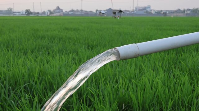 Groundwater irrigation system pumping clean fresh water through a pvc pipe into a lush green rice paddy field on a sunny day.