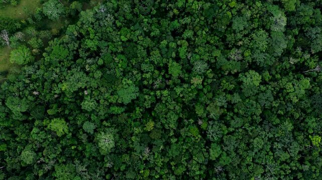 Top Down Aerial View of Dense Tropical Rainforest Canopy in Ecuador, Mixed Green Tree Crowns, Amazon Biodiversity and Natural Jungle Texture Background