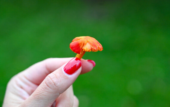 A young woman holding a small, brightly colored waxcap mushroom (Hygrocybe species) in her hand.