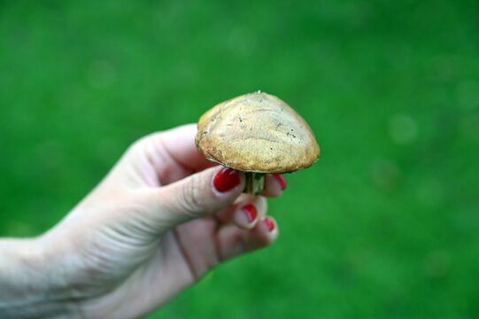 Young woman holding a small brown-capped mushroom in her hands, which appears to share characteristics with a bolete species.