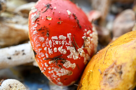 Detailed view of a bright red woodland fungus speckled with fluffy white patches, characteristic of the poisonous Amanita muscaria. Mushroom in nature.