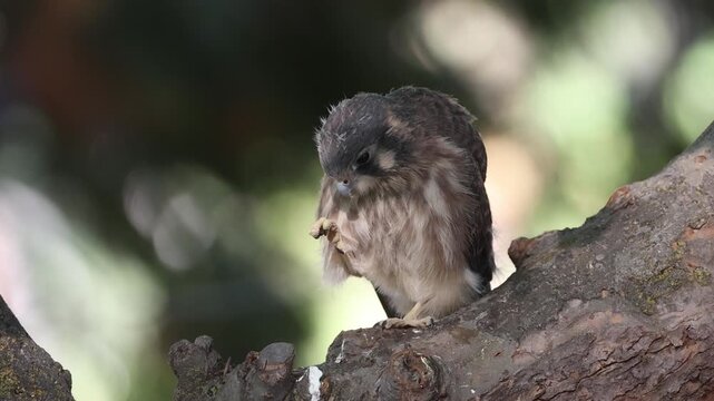 Female juvenile American kestrel (Falco sparverius) preening and nibbling at feet with beak in slow motion, northern California.