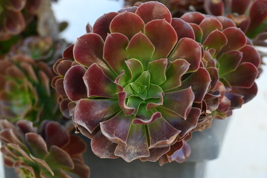 Aeonium