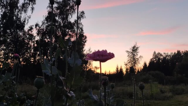 Pink poppy blossoms and tall seed pods silhouetted against a warm gradient sky at dusk. 
