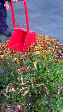erson empties fallen autumn leaves from red dustpan beside green shrubs. Autumn leaves form colorful pile as autumn cleanup removes dry foliage from paved public area