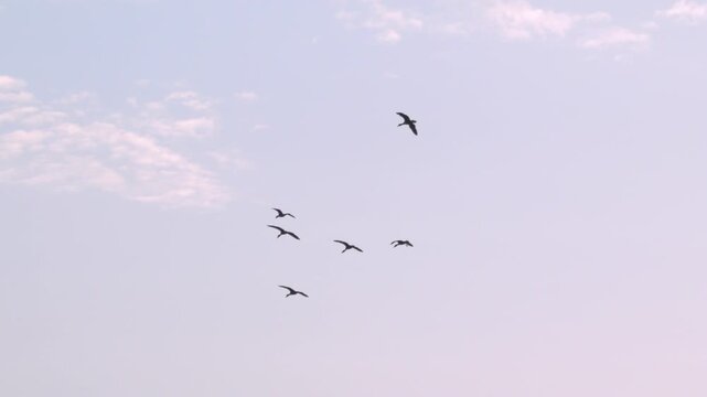 Flock of birds flying through a sunset sky in slow motion
