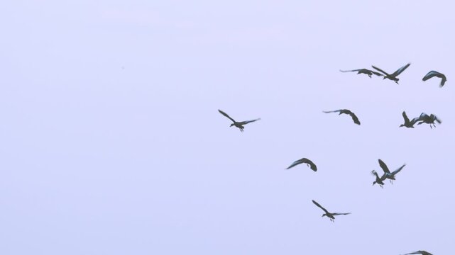 Flock of birds flying through a sunset sky in slow motion