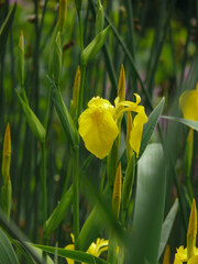 Sumpf-Schwertlilie (Iris pseudacorus) © JS