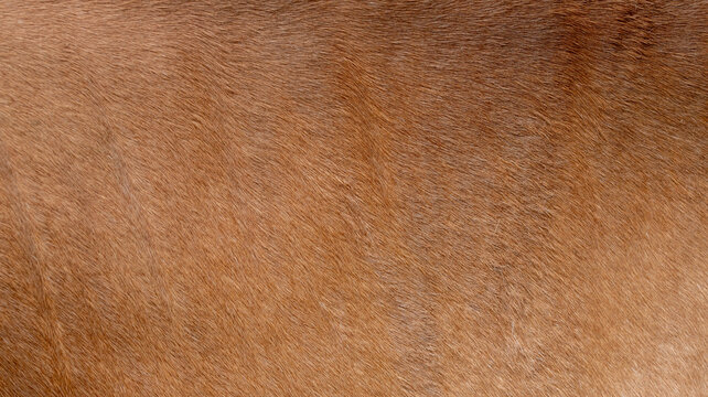Smooth brown animal hair fur texture background with soft natural coat surface